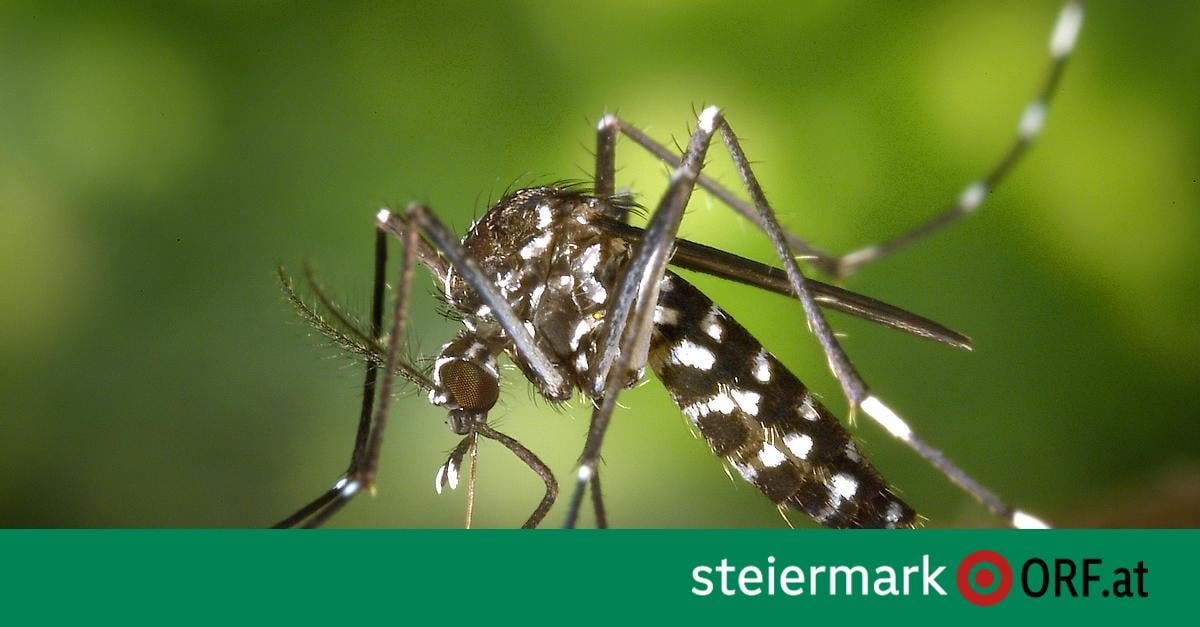 Tigermücken gegen Ausbreitung sterilisieren