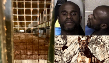 K-9 finds wanted suspect in crawl space of Gaston County home after 3-hour search, police say