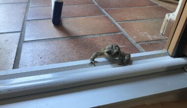 Erdkröte „Heidi“ kommt fast jeden Tag zu Besuch