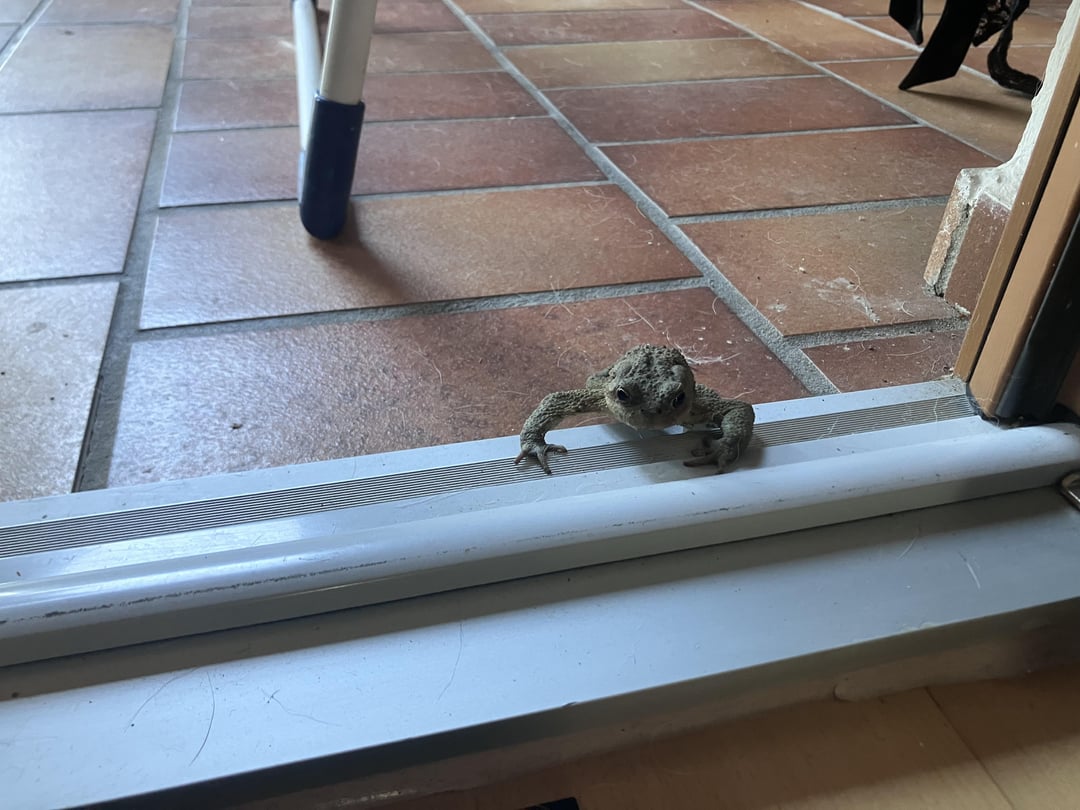Erdkröte „Heidi“ kommt fast jeden Tag zu Besuch