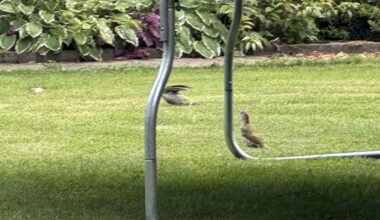 Ich habe seltsame Vögel gesehen, kann die jemand identifizieren?
