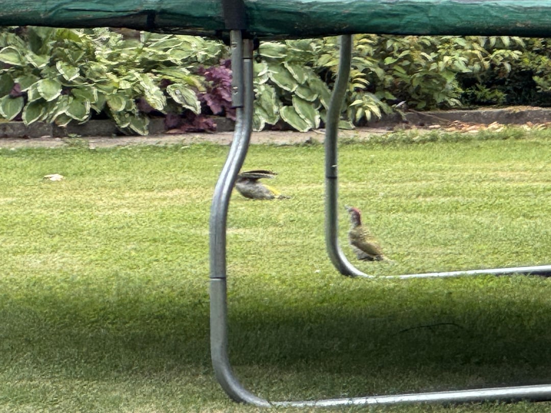 Ich habe seltsame Vögel gesehen, kann die jemand identifizieren?