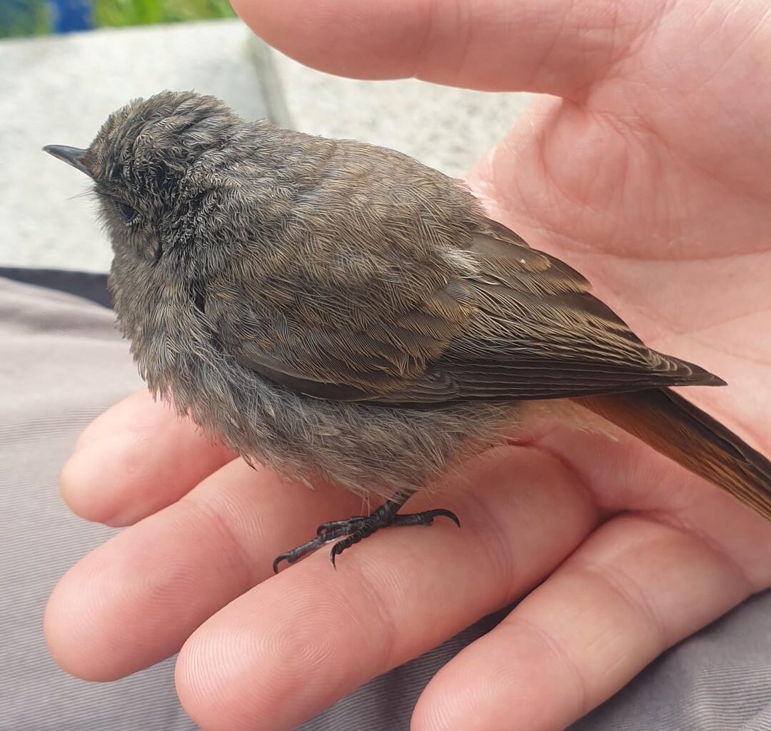 Vogel gefunden