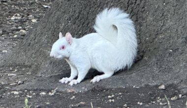 This morning I saw an albino squirrel!