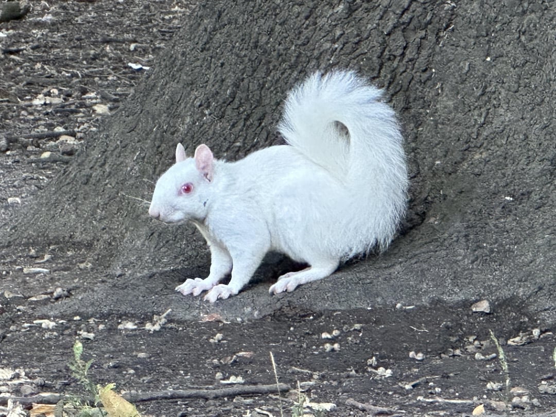 This morning I saw an albino squirrel!