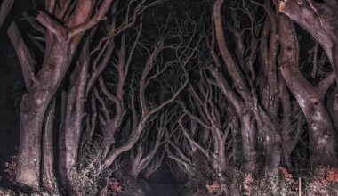 The Dark Hedges Road. NI