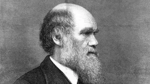 Getty Images Charles Darwin seen in a black and white engraving from a photograph by Ernest Edwards, dated 1871. He has very bushy eyebrows and a long beard, and he is wearing a Victorian suit and shirt.