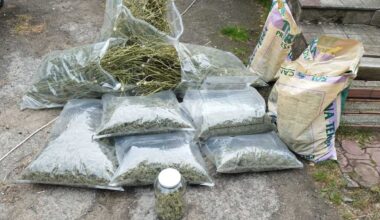Ostrowieccy policjanci zlikwidowali plantacje i zabezpieczyli marihuanę - Aktualności