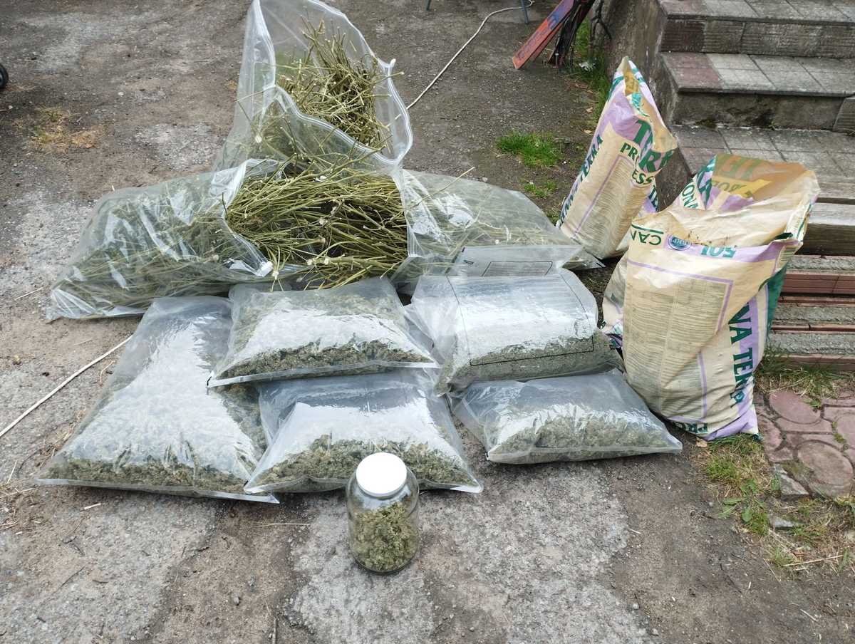 Ostrowieccy policjanci zlikwidowali plantacje i zabezpieczyli marihuanę - Aktualności
