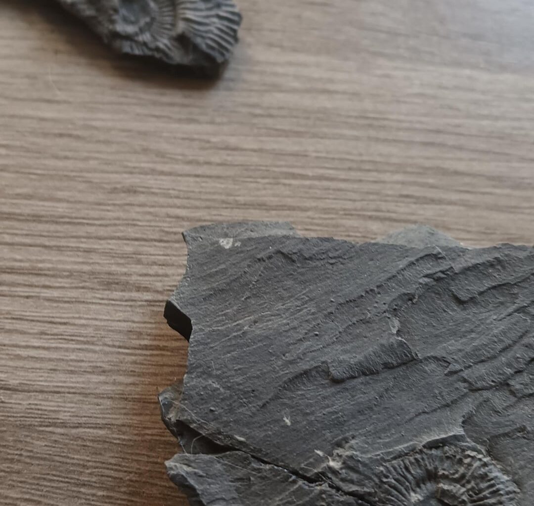 Went hunting for fossils at the Jurassic coast in Yorkshire