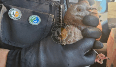 Pigeon rescued after being allegedly 'kicked by tourist': Malta Ranger Unit