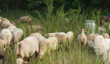 Attaques de loups : quand des bénévoles se mobilisent la nuit pour surveiller les troupeaux de moutons