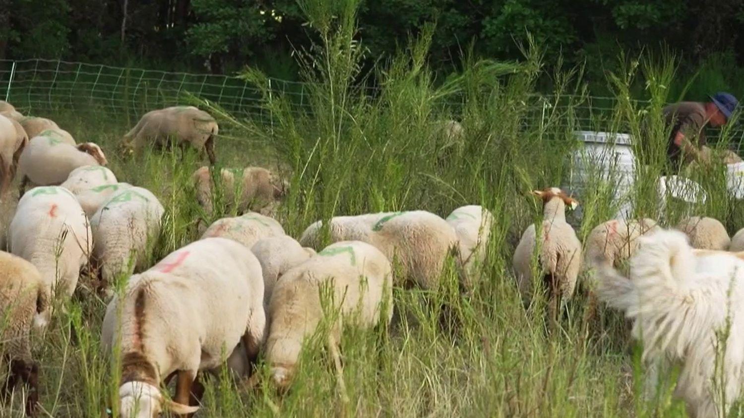 Attaques de loups : quand des bénévoles se mobilisent la nuit pour surveiller les troupeaux de moutons