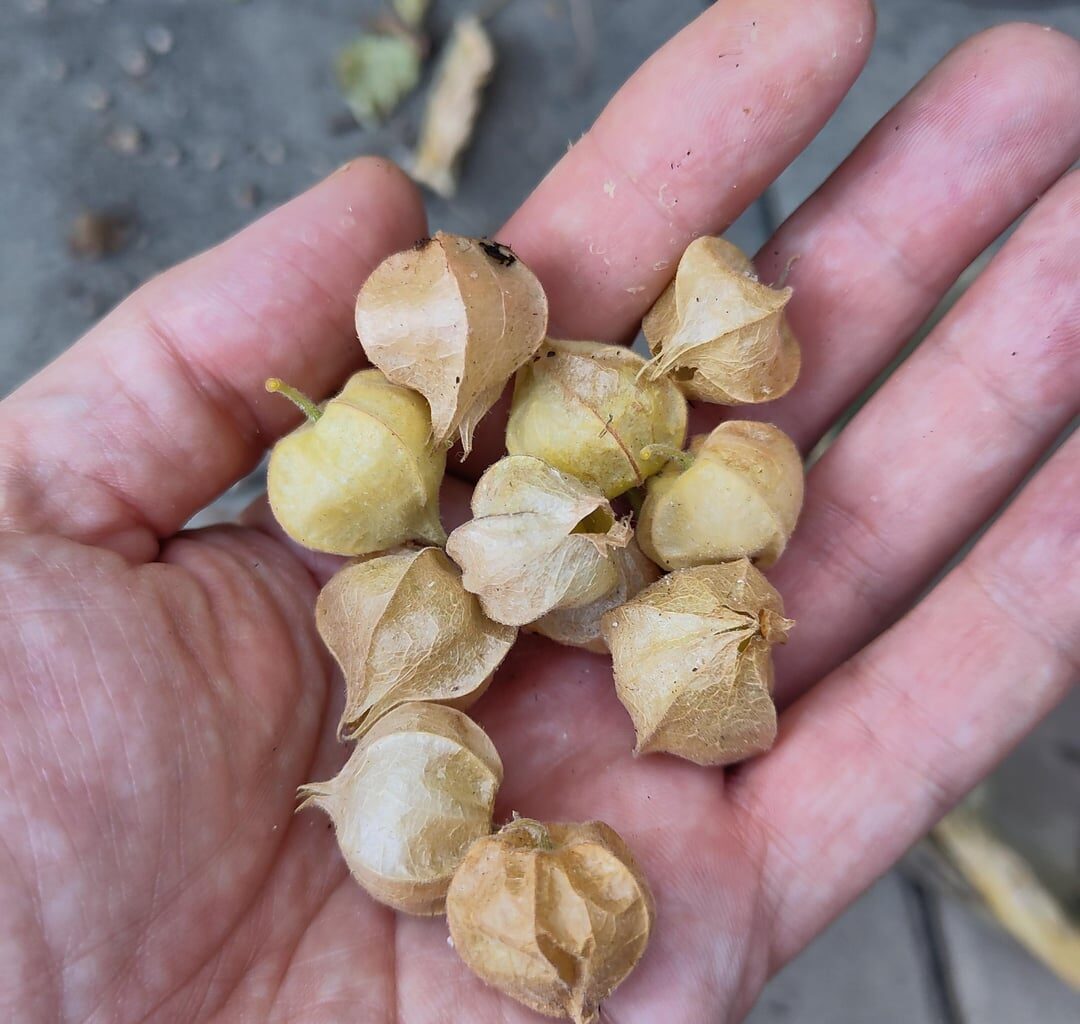 Physalis geht das so?