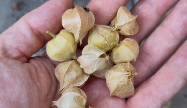 Physalis geht das so?