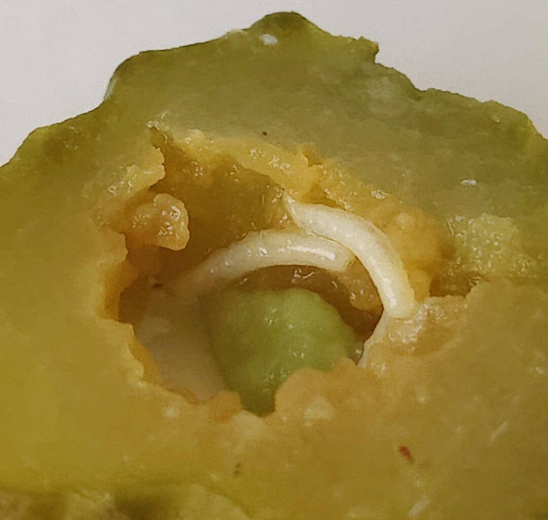 Following on from the Tesco peanut maggots, I present to you... Tesco Gherkin Maggots!