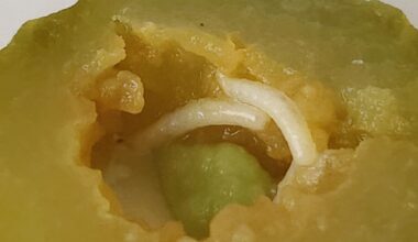 Following on from the Tesco peanut maggots, I present to you... Tesco Gherkin Maggots!