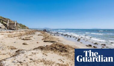 Thousands of tons of invasive seaweed ‘overwhelming’ Spanish beaches
