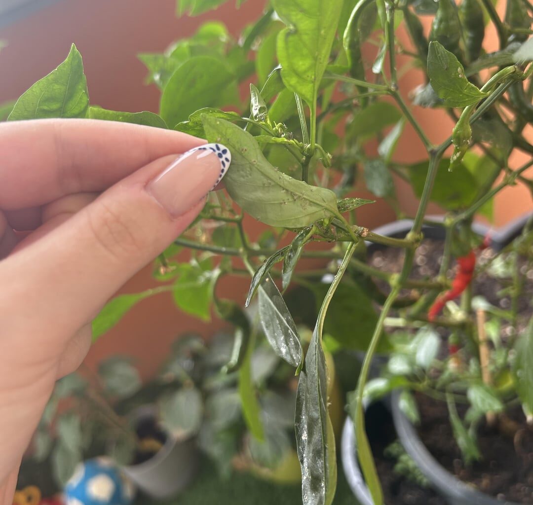 Was ist mit meinen Chilis los?