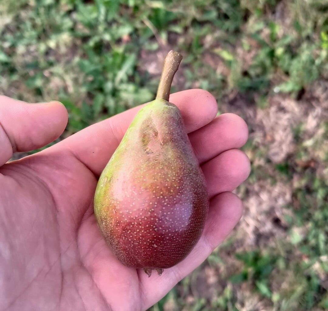 Was für ein Birnenbaum ist das?
