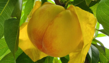 Yellow peach is grown at Juil's Peach farm in Muju County, North Jeolla. [KWON JU-IL]