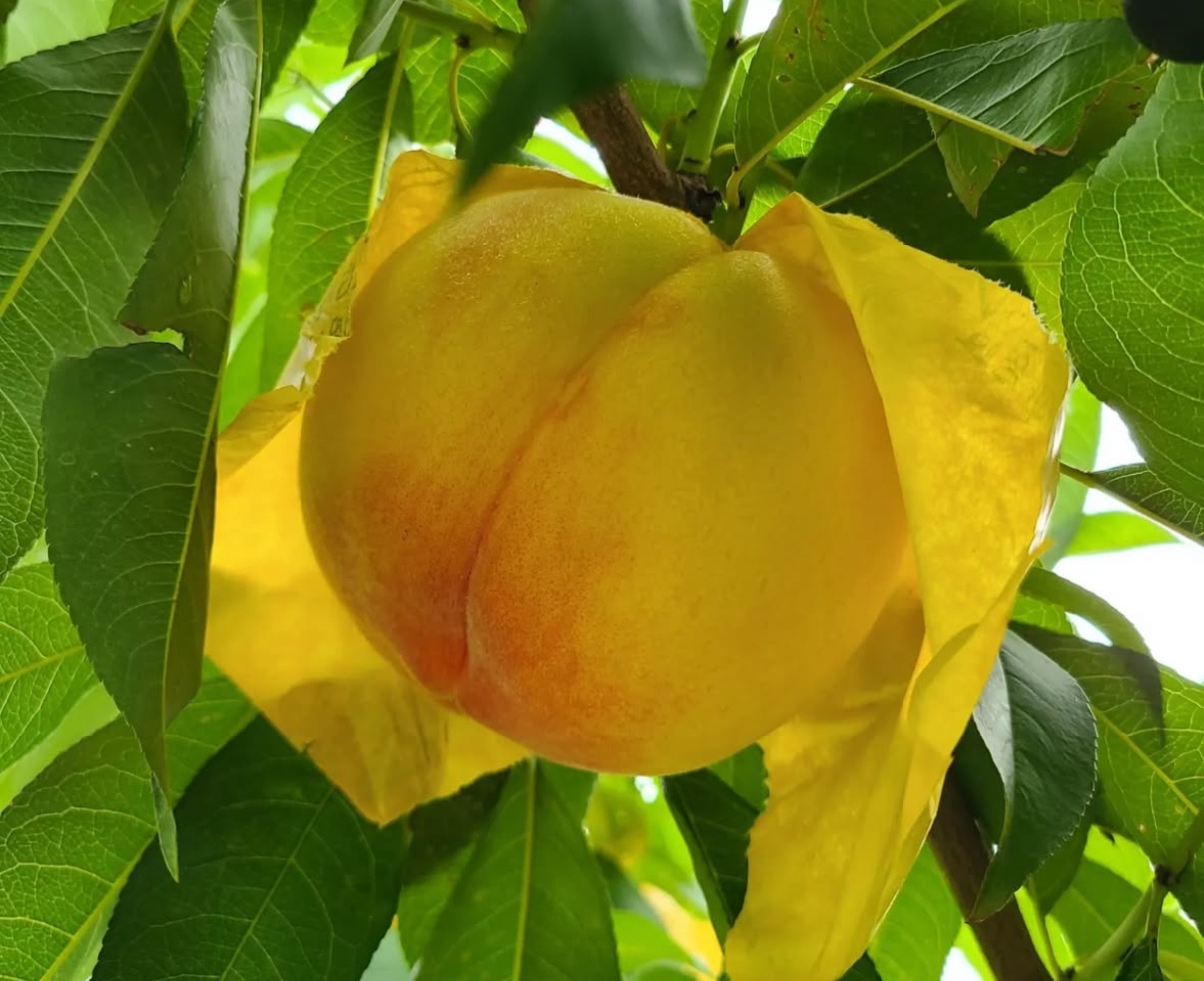 Yellow peach is grown at Juil's Peach farm in Muju County, North Jeolla. [KWON JU-IL]