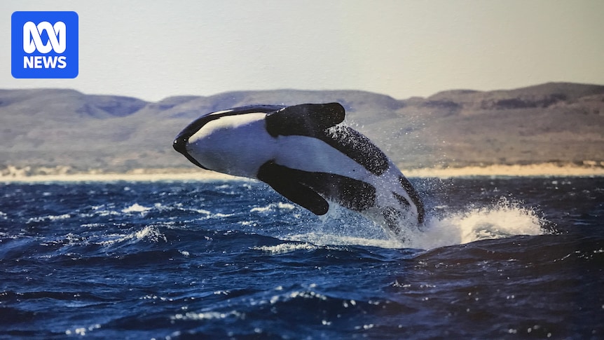 Researchers map key north-south divide in Australia's orca population