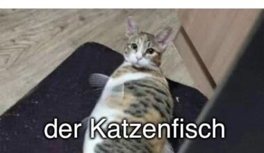 ich🐱iel