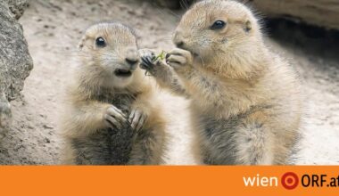 Schönbrunn: Nachwuchs bei Präriehunden