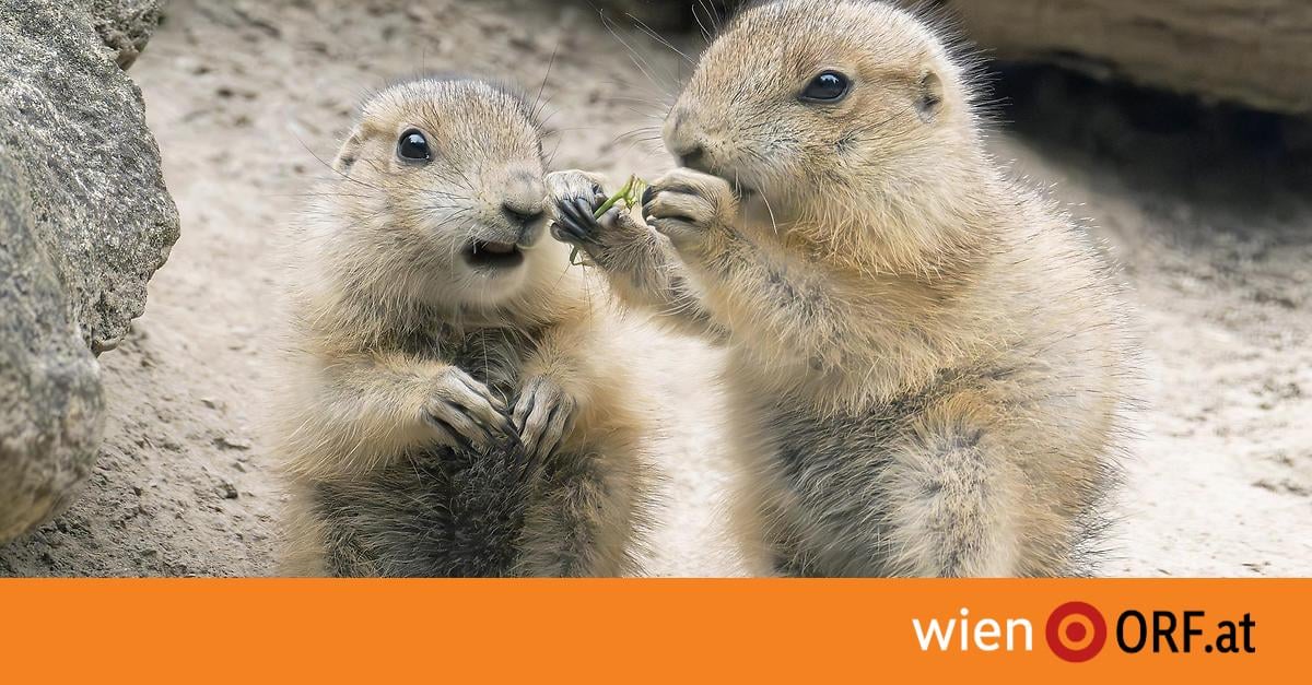 Schönbrunn: Nachwuchs bei Präriehunden