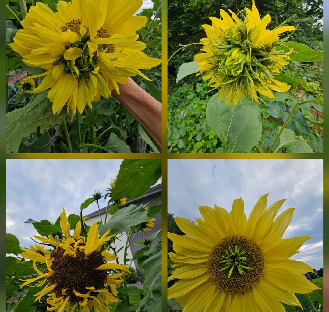 Mutanten-Sonnenblumen