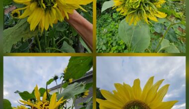 Mutanten-Sonnenblumen