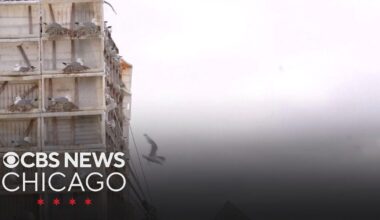 Fisherman in Norway builds seagull hotel to protect birds from climate change