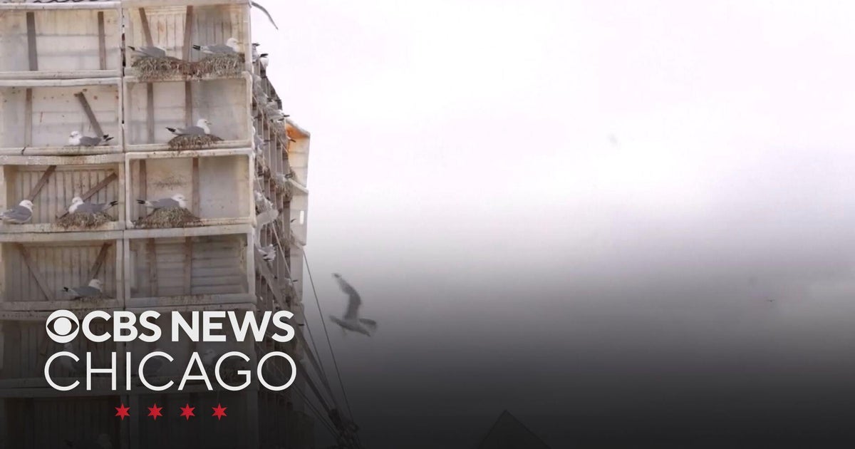 Fisherman in Norway builds seagull hotel to protect birds from climate change