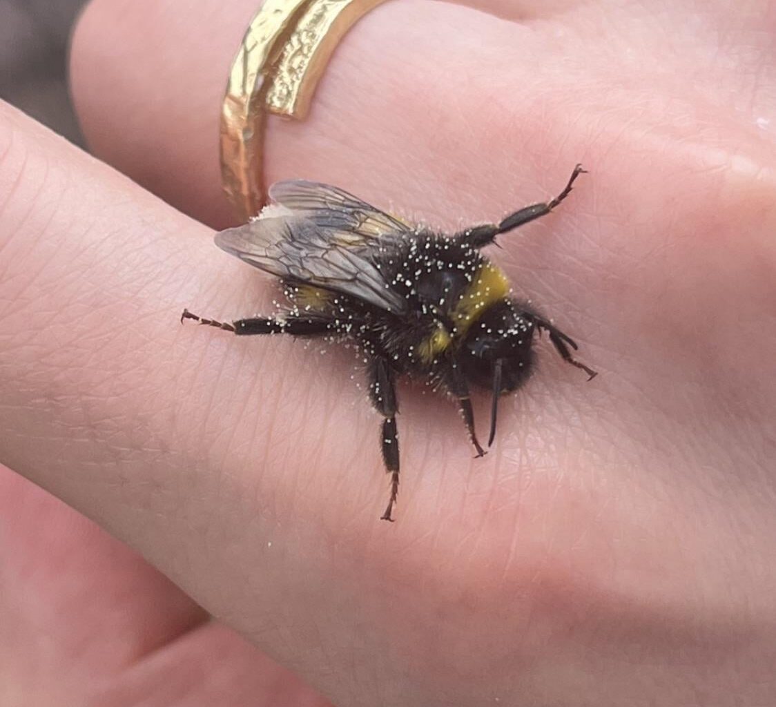 Call me Hummelflüsterer 😄🐝