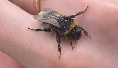 Call me Hummelflüsterer 😄🐝