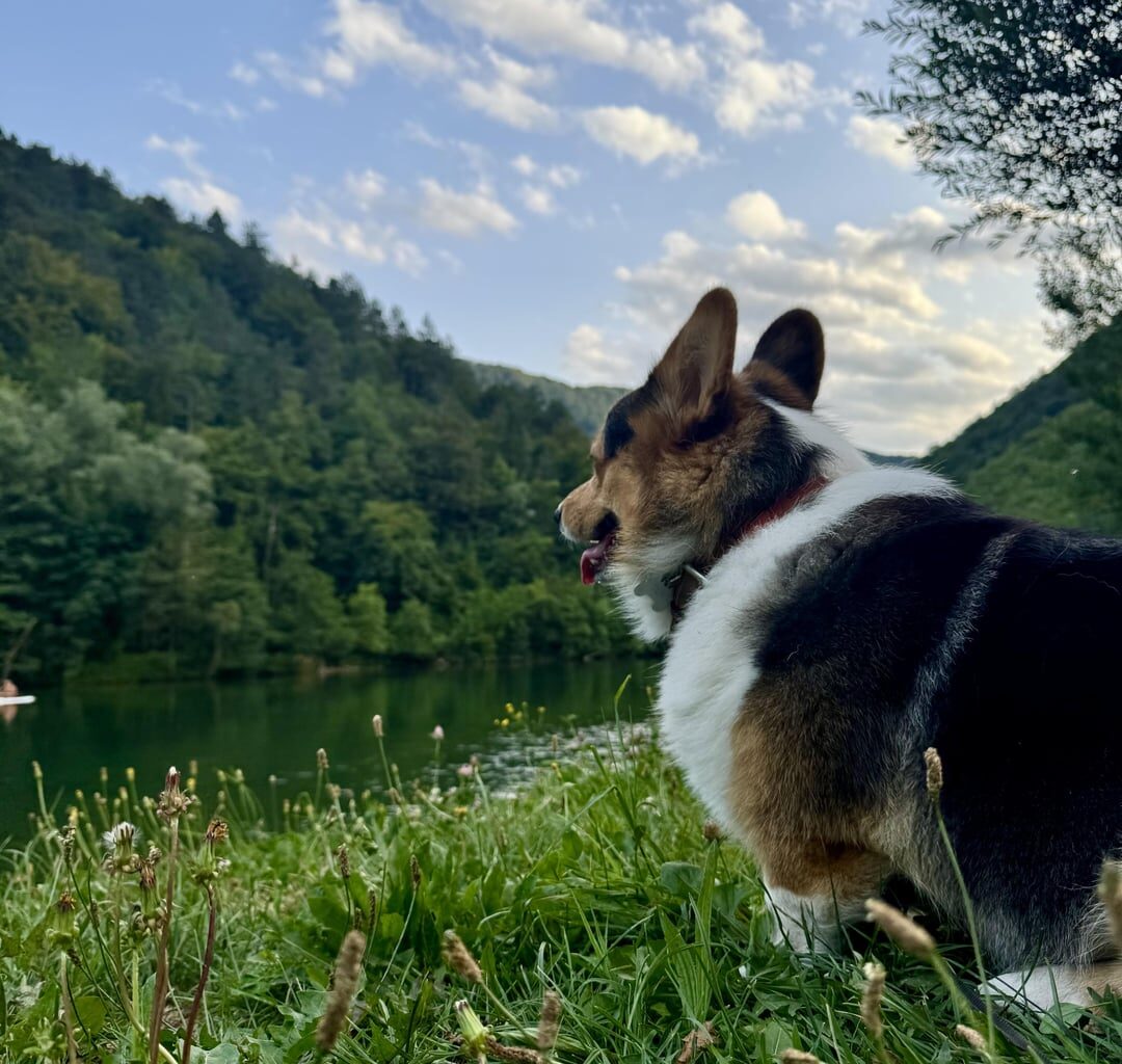 Kolpa river most be the best place to bring your pets and kids to unplug from job.