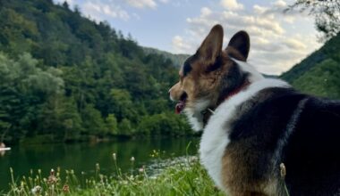 Kolpa river most be the best place to bring your pets and kids to unplug from job.