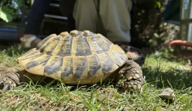Schildkröten: Dampfaufzucht & falsche Tierhaltung (UPDATE: Was haben meine Kinder da gefunden)