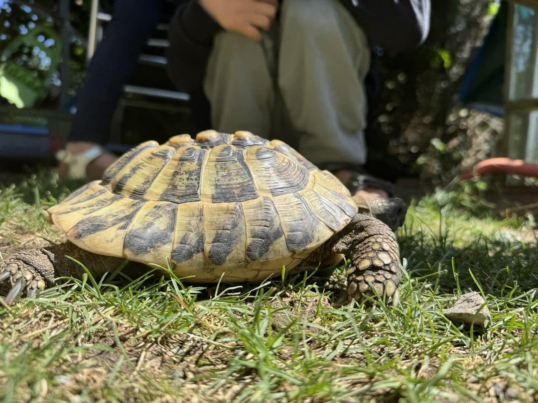 Schildkröten: Dampfaufzucht & falsche Tierhaltung (UPDATE: Was haben meine Kinder da gefunden)