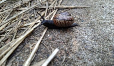 Schneckenfreunde beim spazieren gesichtet 🐌