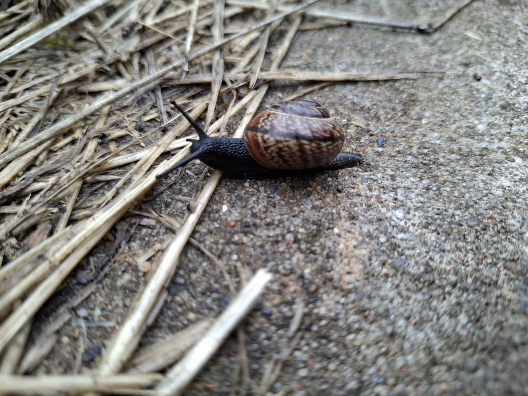 Schneckenfreunde beim spazieren gesichtet 🐌