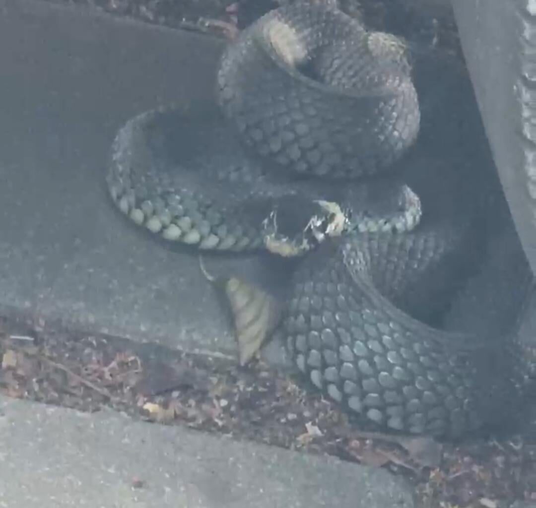 Is this snake venomous?