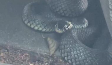 Is this snake venomous?