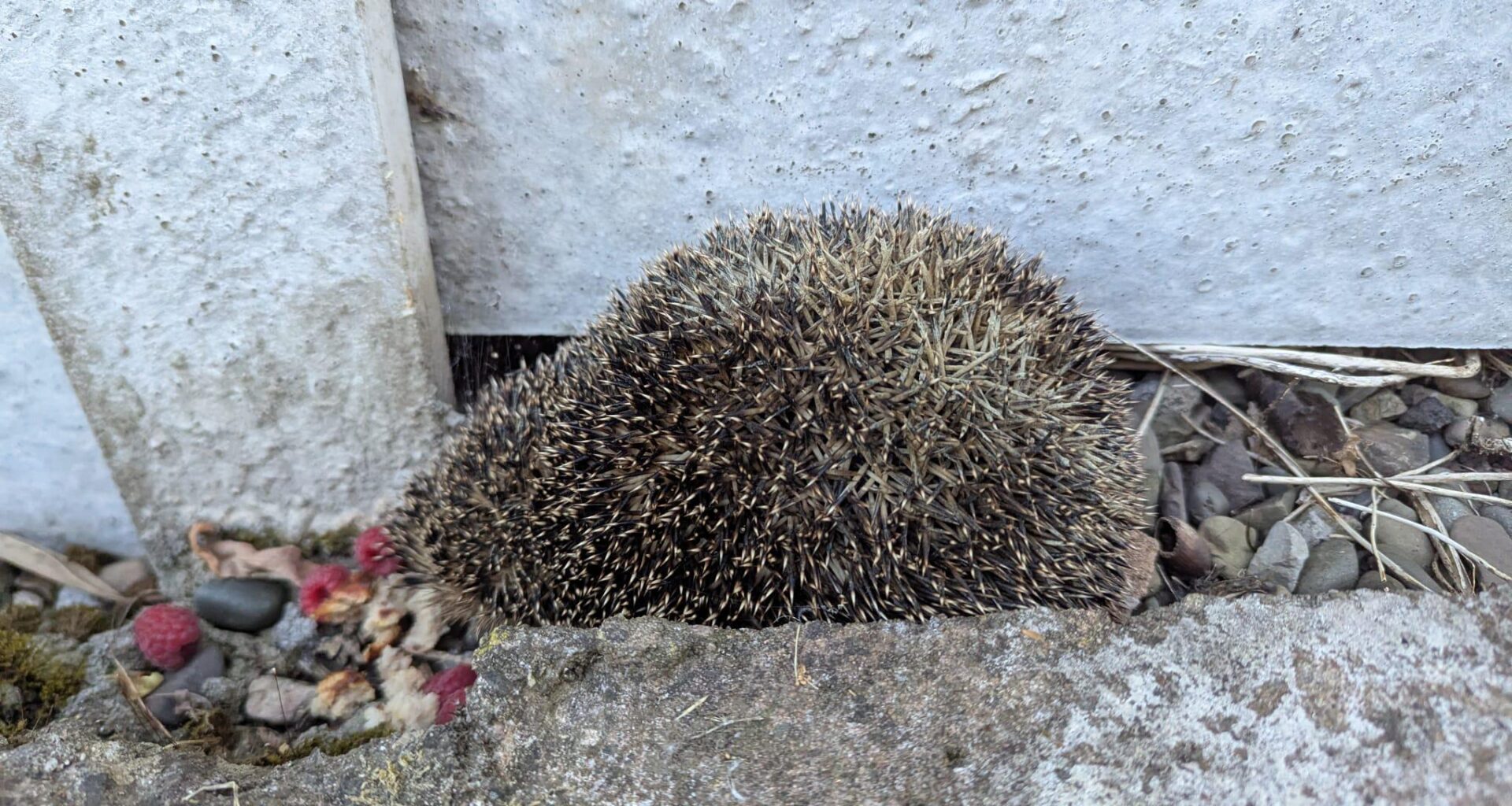 Forget flying ant day - it looks like hedgehog day!