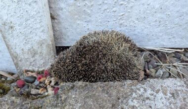 Forget flying ant day - it looks like hedgehog day!