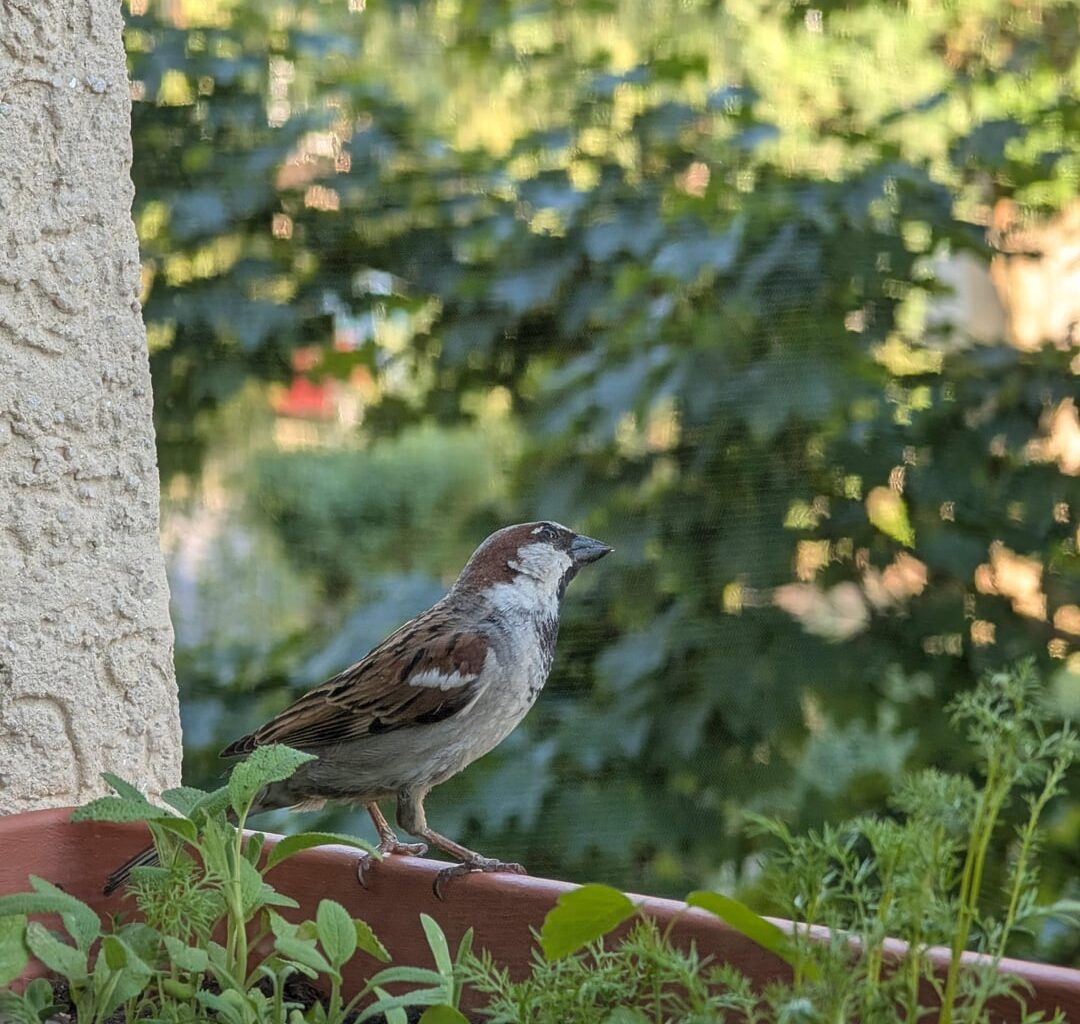Junger Spatz auf Blumenkasten