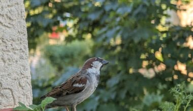 Junger Spatz auf Blumenkasten