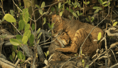 The winners of the Mangrove Photography Awards 2025
