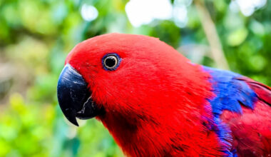 Are These Animals Doing Math? Science Says Maybe.